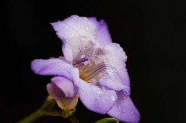 Güzel mor frezya çiçeği