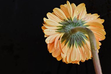 Güzel Gerbera çiçeğinin yakın çekimi