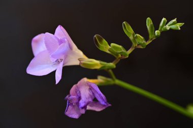 çiçek kompozisyonu frezya çiçekleri