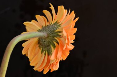 Güzel Gerbera çiçeğinin yakın çekimi