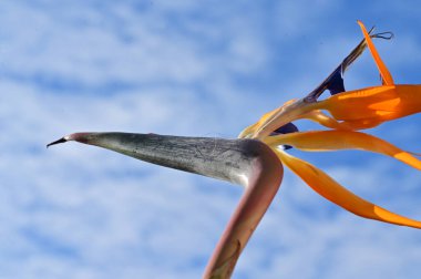 Mavi gökyüzü arka planında cennet kuşu çiçeği