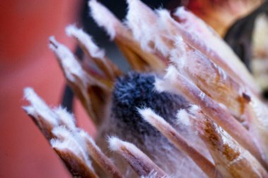 Güzel protea çiçeği, kapat