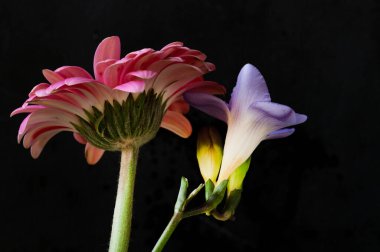 çiçek kompozisyonu frezya ve gerbera çiçekleri