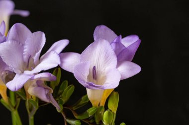 çiçek kompozisyonu frezya çiçekleri