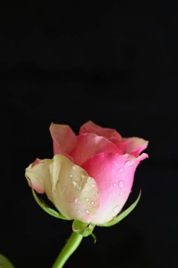 Güzel parlak gülün yakın çekimi  