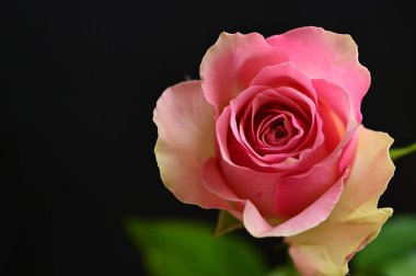 Güzel parlak gülün yakın çekimi  