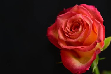 Güzel parlak gülün yakın çekimi  