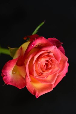 Güzel parlak gülün yakın çekimi  