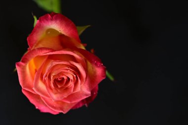 Koyu arkaplanda güzel pembe gül çiçeğinin yakın çekimi 