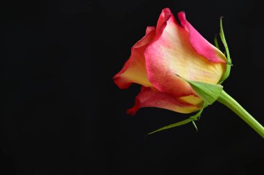 Koyu arkaplanda güzel pembe gül çiçeğinin yakın çekimi 