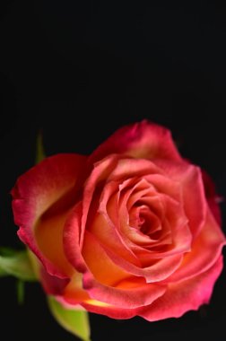 Koyu arkaplanda güzel pembe gül çiçeğinin yakın çekimi 