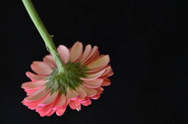 Koyu arkaplanda güzel pembe Gerbera çiçeğinin yakın çekimi 