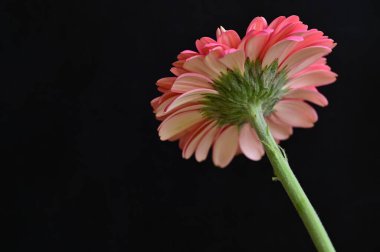 Koyu arkaplanda güzel pembe Gerbera çiçeğinin yakın çekimi 