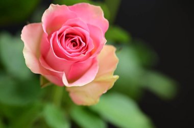  Bahçedeki güzel gül çiçeği 