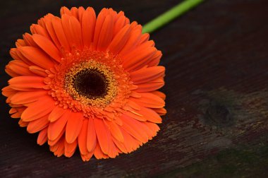 Güzel Gerbera çiçeğinin yakın çekimi 