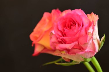  Güzel parlak güller, kapatın