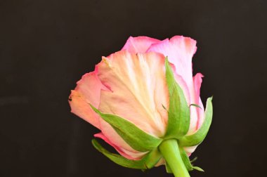  Güzel parlak gül çiçeği, kapat