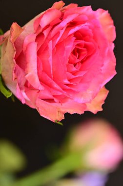  Güzel parlak gül çiçeği, kapat