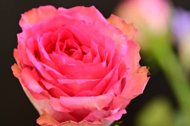  Güzel parlak gül çiçeği, kapat