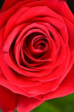  Güzel parlak gül çiçeği, kapat