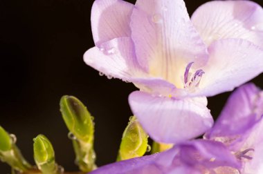 çiçek kompozisyonu frezya çiçekleri