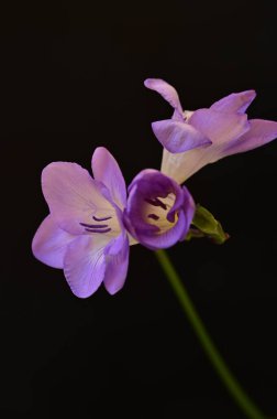 çiçek kompozisyonu frezya çiçekleri