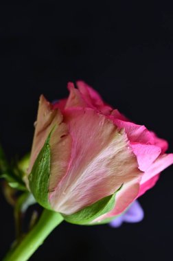  Güzel gül çiçeği, kapat