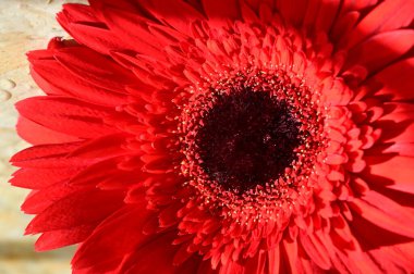  Güzel parlak Gerbera çiçeği, kapat