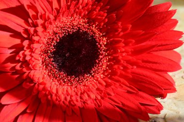  Güzel parlak Gerbera çiçeği, kapat