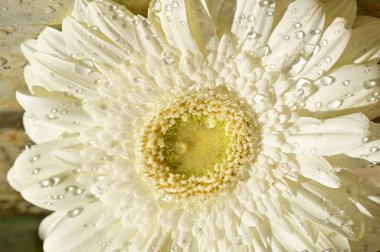 Güzel beyaz Gerbera çiçeğinin yakın çekimi