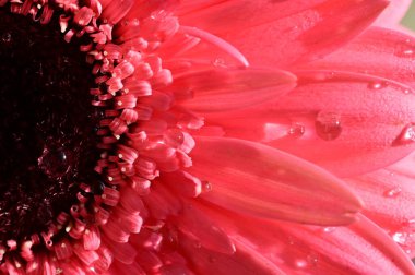 Güzel pembe Gerbera çiçeğinin yakın çekimi.