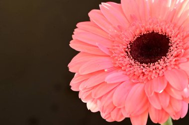 Güzel pembe Gerbera çiçeğinin yakın çekimi.