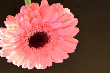 Güzel pembe Gerbera çiçeğinin yakın çekimi.