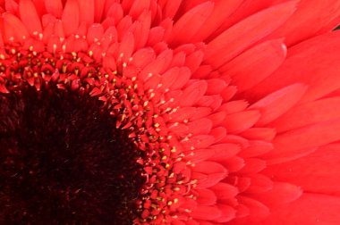 Güzel kırmızı Gerbera çiçeğinin yakın çekimi