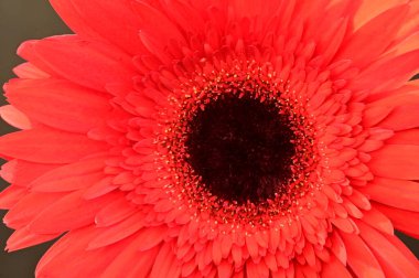 Güzel kırmızı Gerbera çiçeğinin yakın çekimi