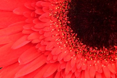 Güzel kırmızı Gerbera çiçeğinin yakın çekimi