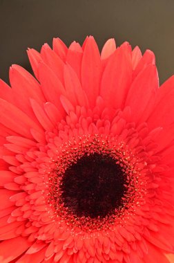 Güzel kırmızı Gerbera çiçeğinin yakın çekimi