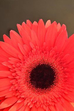 Güzel kırmızı Gerbera çiçeğinin yakın çekimi