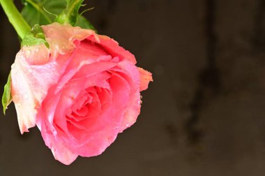  Güzel gül çiçeği, kapat