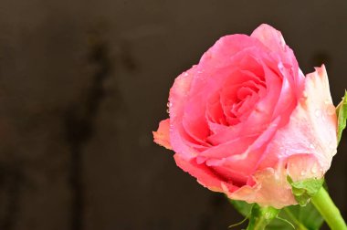  Güzel gül çiçeği, kapat