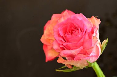  Güzel gül çiçeği, kapat