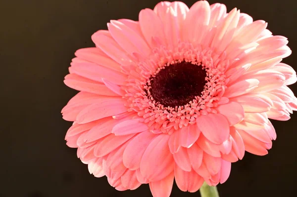 Güzel pembe Gerbera çiçeğinin yakın çekimi.