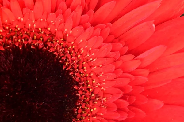 Güzel kırmızı Gerbera çiçeğinin yakın çekimi