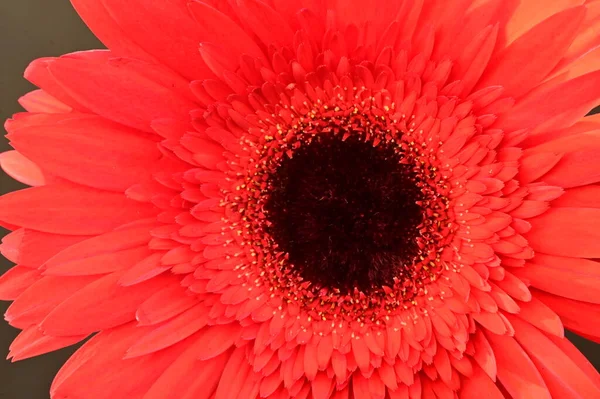 Güzel kırmızı Gerbera çiçeğinin yakın çekimi