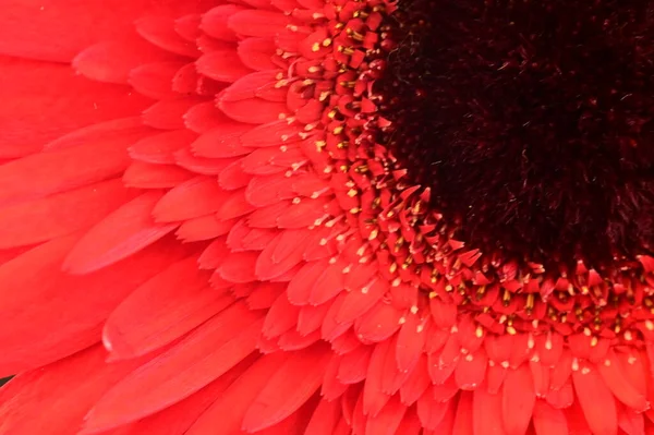 Güzel kırmızı Gerbera çiçeğinin yakın çekimi