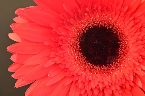 Güzel kırmızı Gerbera çiçeğinin yakın çekimi