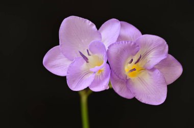 çiçek kompozisyonu frezya çiçekleri