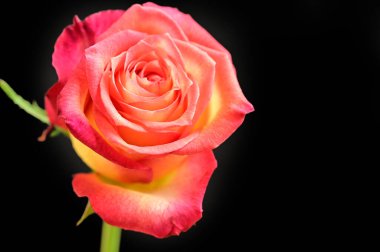  güzel pembe Gül çiçek, yakın