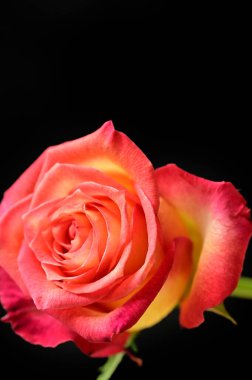  güzel pembe Gül çiçek, yakın