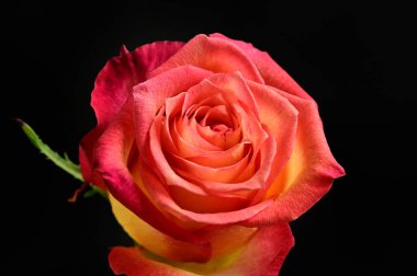  Güzel gül çiçeği, kapat